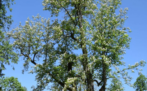 4. Salantų kaštonas.jpg